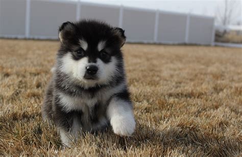 Sep 28, 2022 The Alaskan Malamute, one of the oldest Arctic sled dogs, is a powerful and substantially built dog with a deep chest and strong, well-muscled body. . Alaskan malamute puppies